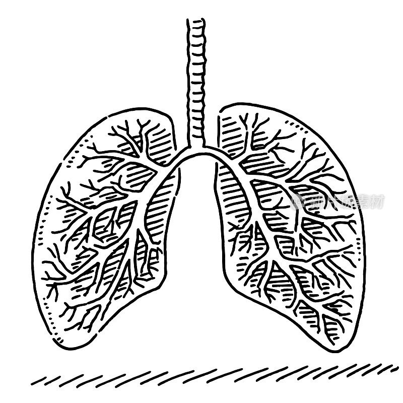 一对肺部绘图
