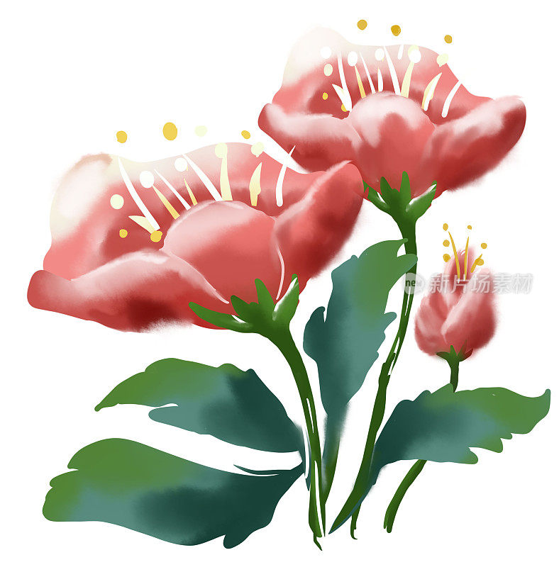 粉红色的花。水彩手绘风格隔离在白色背景