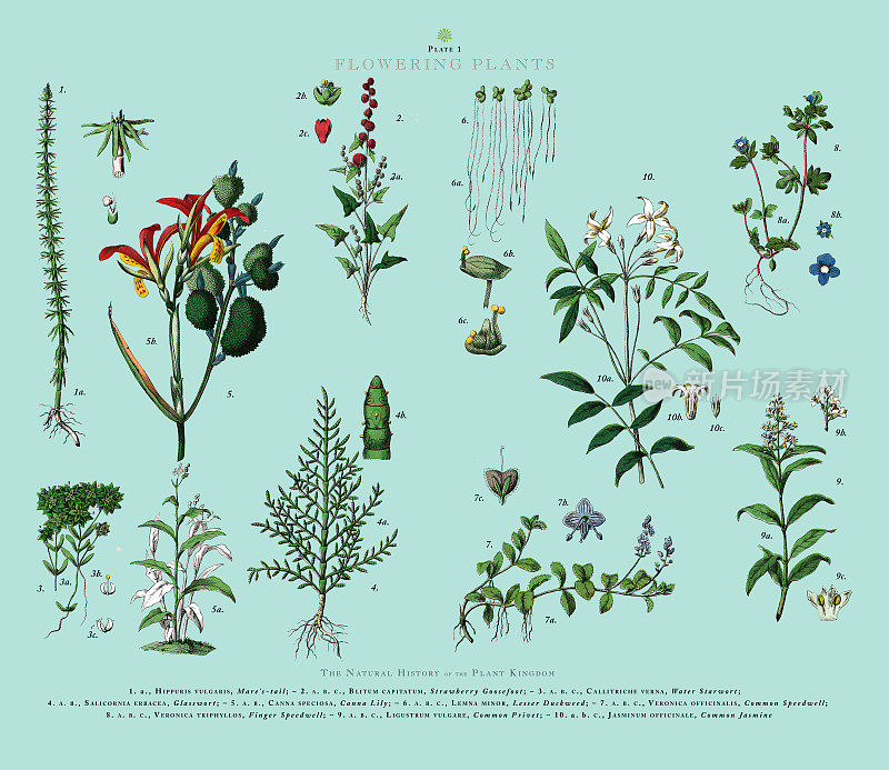 开花植物，植物王国，维多利亚植物插图，大约1853年