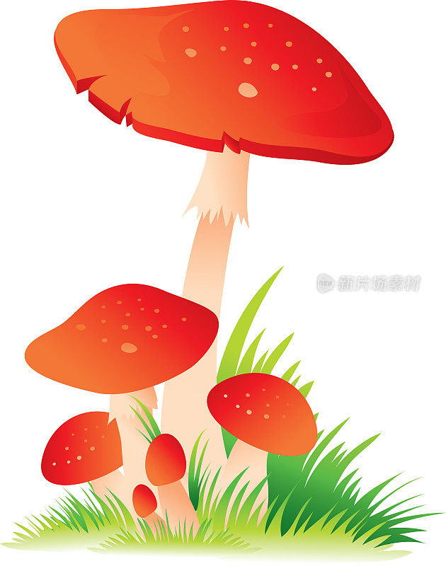 草中的红蘑菇，秋天的真菌