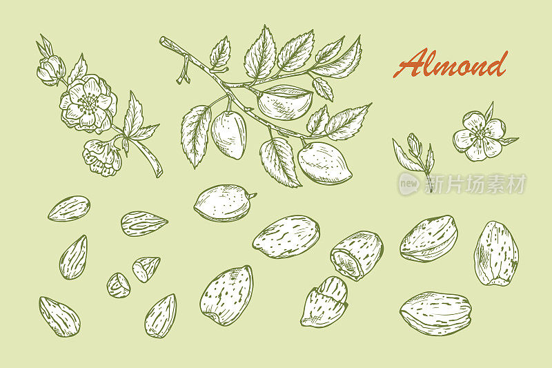 手画杏仁:有叶子和未成熟果实的树枝。盛开的杏仁。坚果和内核。矢量插图。