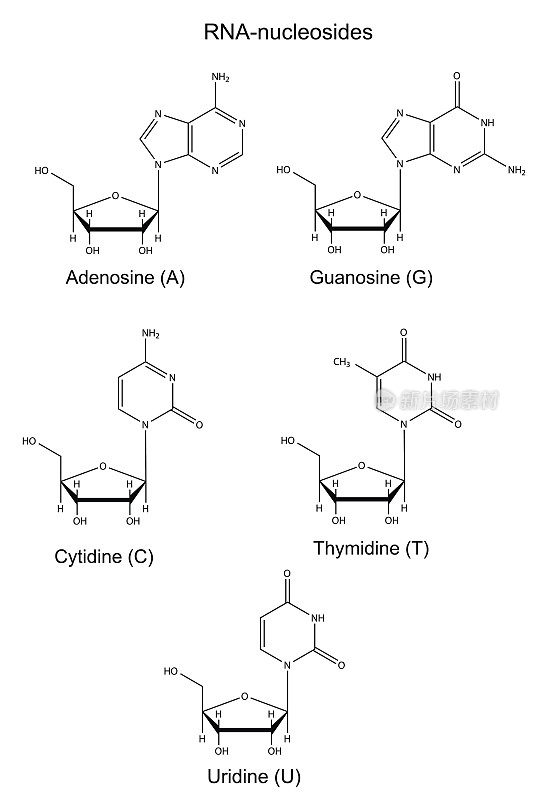 RNA核苷的结构化学公式