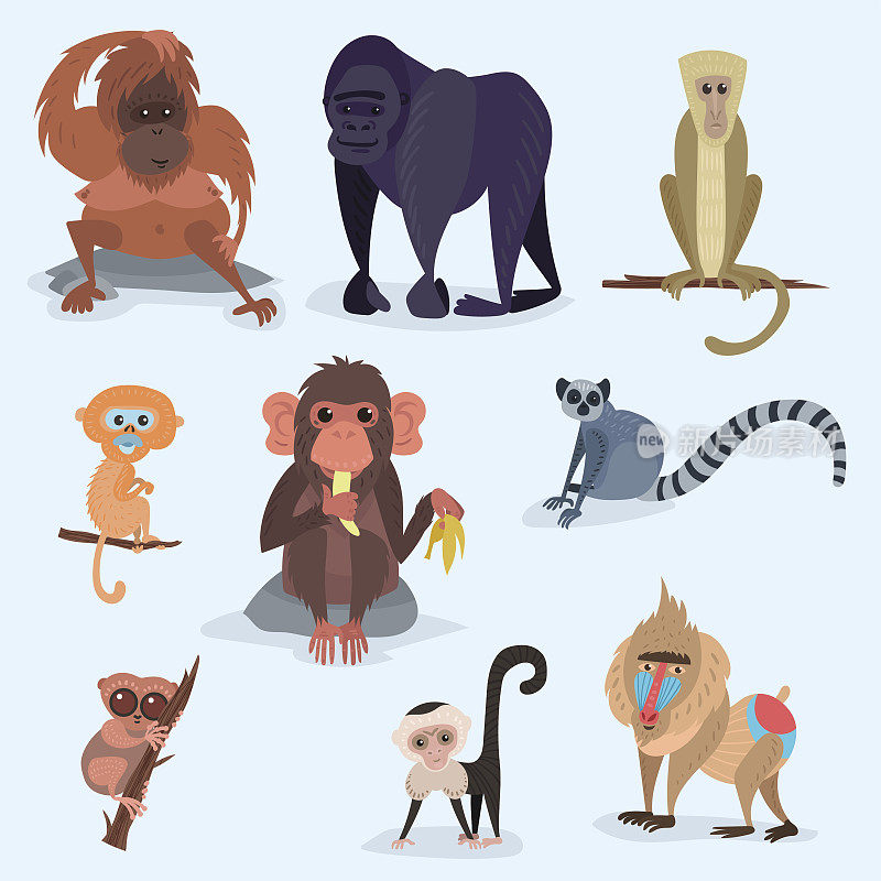 不同的面包猴子性格动物野生动物园猿黑猩猩矢量插图