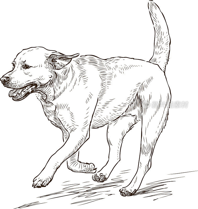 一只奔跑的寻回犬的素描