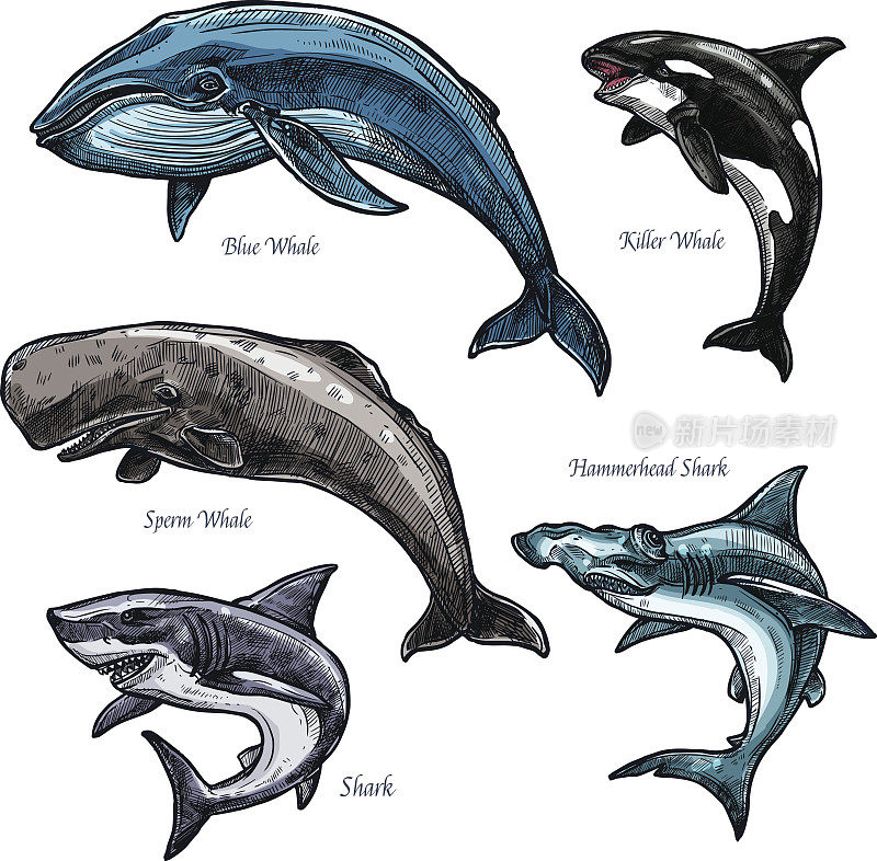 巨大的海洋动物鲸鱼和鲨鱼矢量图标设置