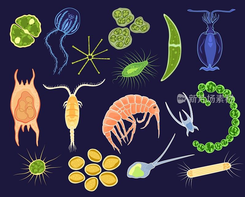 浮游生物载体、水生浮游植物和浮游微生物在显微镜下的海洋插图，在微生物水下海洋孤立的微细胞生物的背景