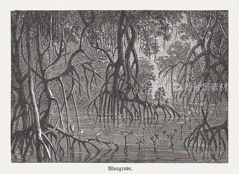 红树林景观,木刻,出版于1894年