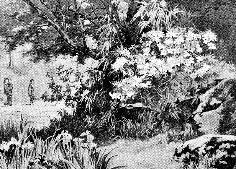 日本滋贺县的白杜鹃花――19世纪