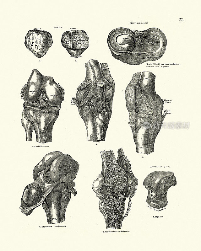 人类骨骼，膝关节，膝盖骨，距骨，维多利亚解剖学图