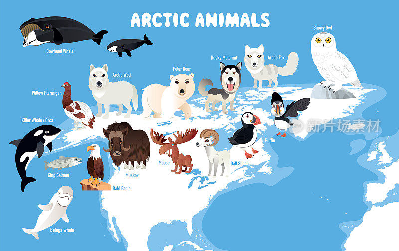 北极动物和北美