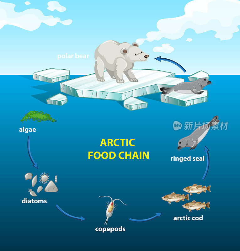 北极圈食物链