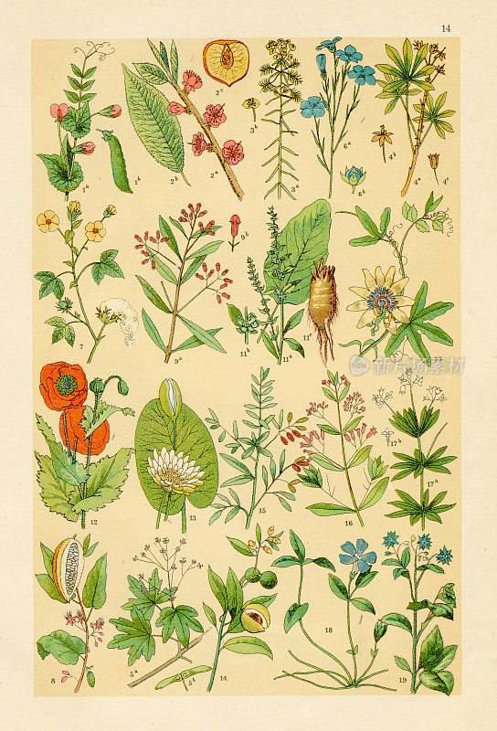 植物、庄稼、花卉刻版1895年