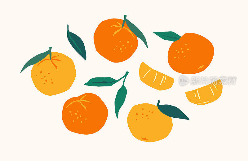 一组画好的橘子。柑橘类水果，橙子，柑橘。矢量插图。孤立的元素。