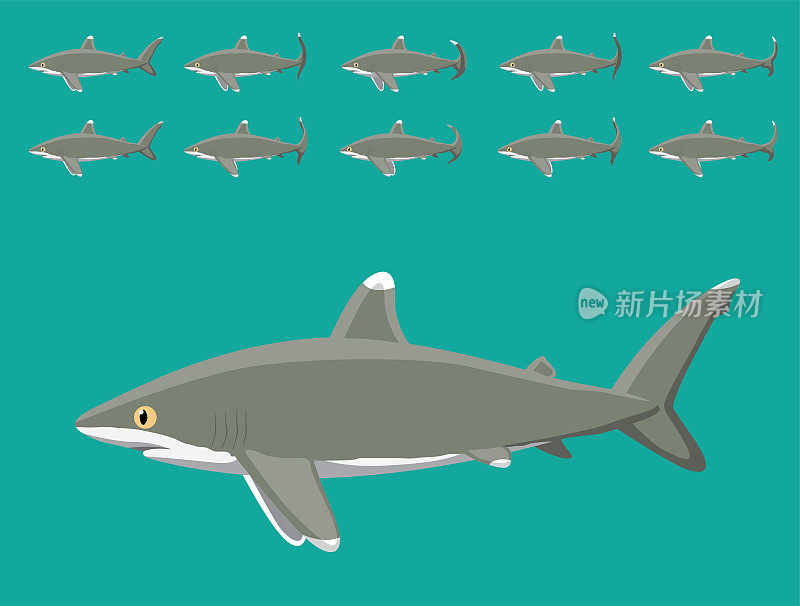 动物动画序列海洋白鳍鲨卡通矢量