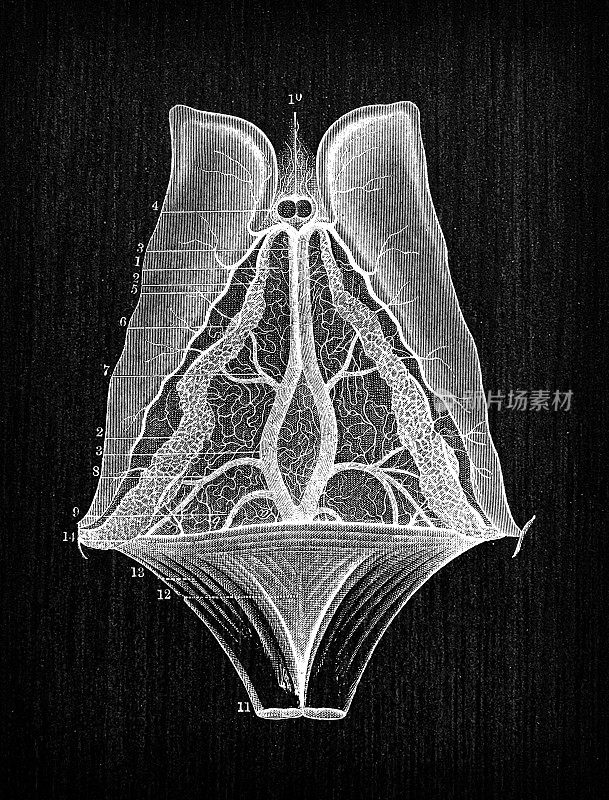 人体解剖神经系统的仿古插图:间膜、脉络丛、纹体
