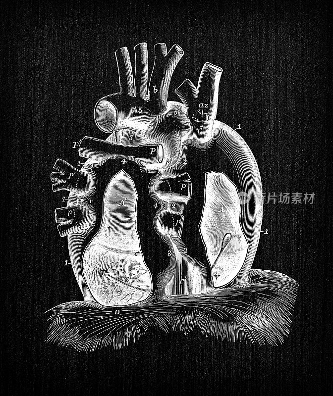人体解剖古插图:心包