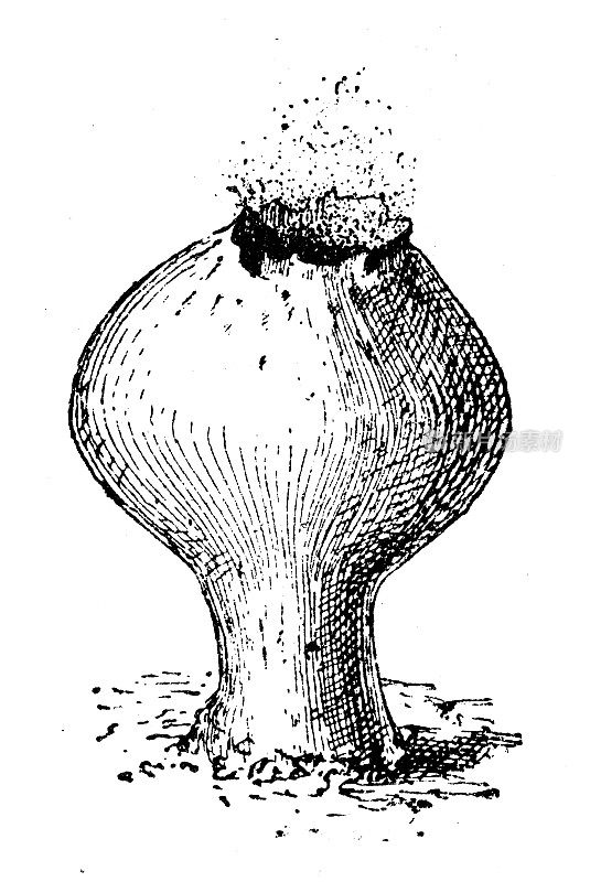 古董插图:Lycoperdon