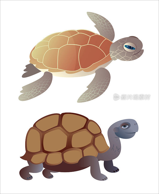 海龟和加拉帕戈斯巨龟