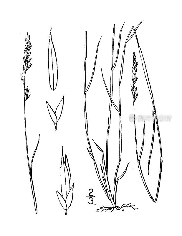 古植物学植物插图:短叶芽孢、短叶灯心草