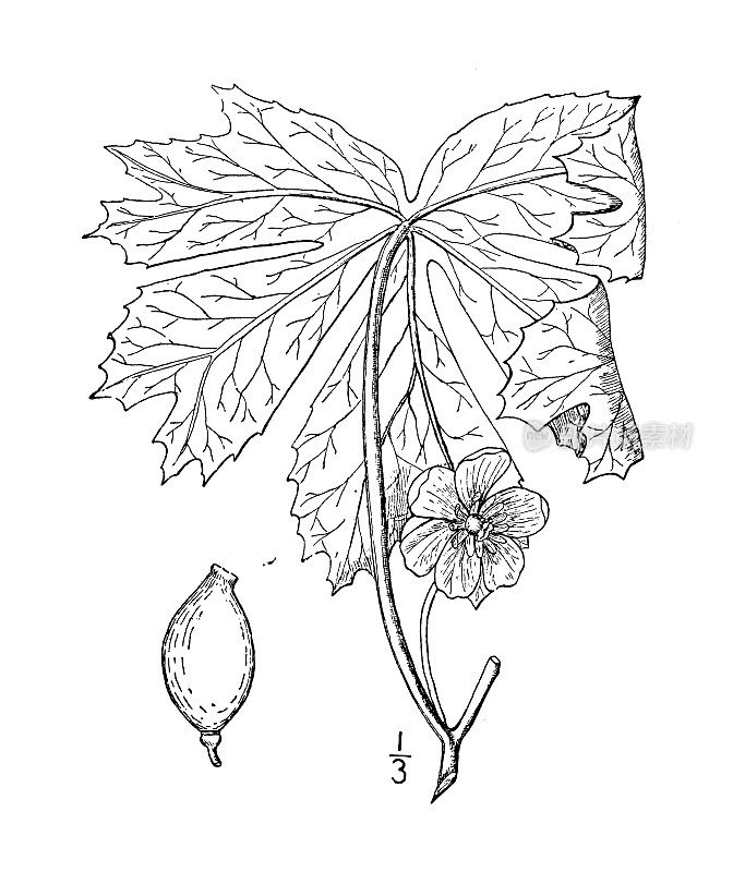 古植物学植物插图:鬼臼、五月苹果、野生曼德拉草