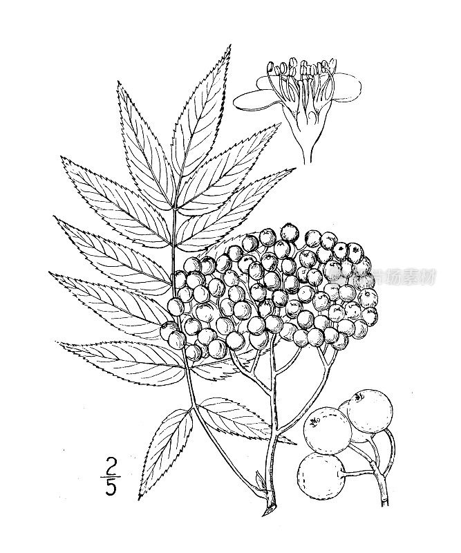 古植物学植物插图:美洲花楸，美洲山梣树