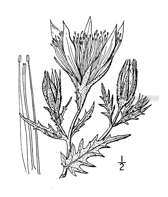 古植物学植物插图:门泽兰、光滑茎门泽兰