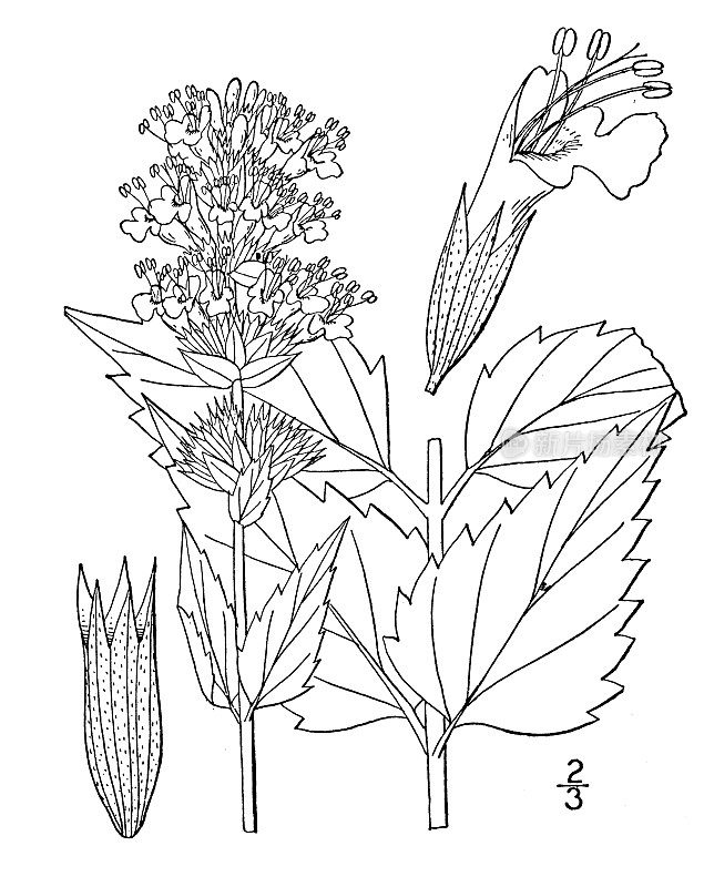 古植物学植物插图:乌桕、芳香大牛膝草