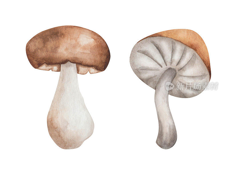 水彩插图手绘蘑菇champignon，蜂蜜蘑菇的棕色，米黄色，白色的颜色。食用菌。森林植物。孤立的食物夹艺术秋天，春天的织物，纺织品印花