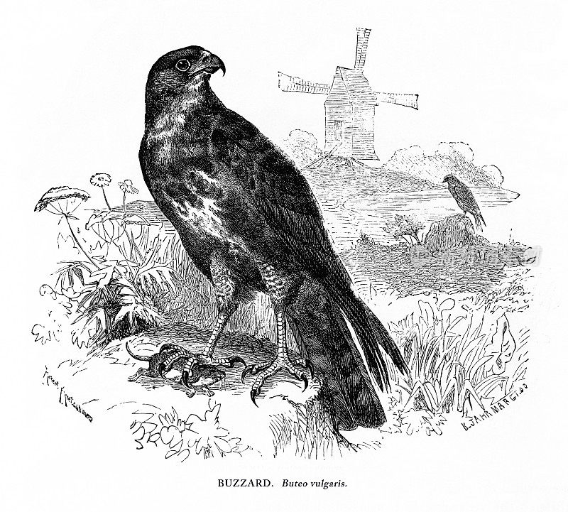 秃鹰，鸟，古董美国雕刻:自然历史，1885年