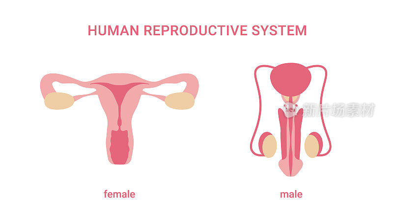人类生殖系统。女性和男性的器官。内部性器官