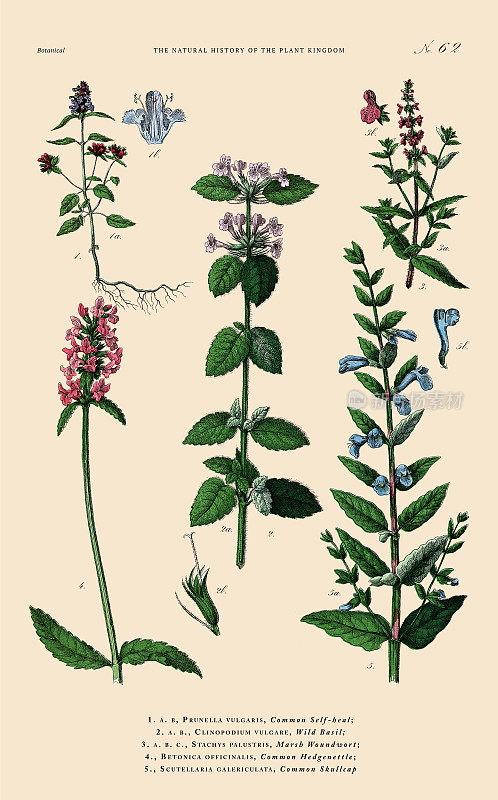 手工着色的植物雕刻，植物王国的历史，维多利亚植物插图，62版，大约1853年