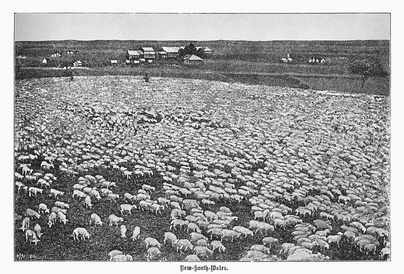 《羊群》，澳大利亚新南威尔士州，半色调印刷，1899年出版