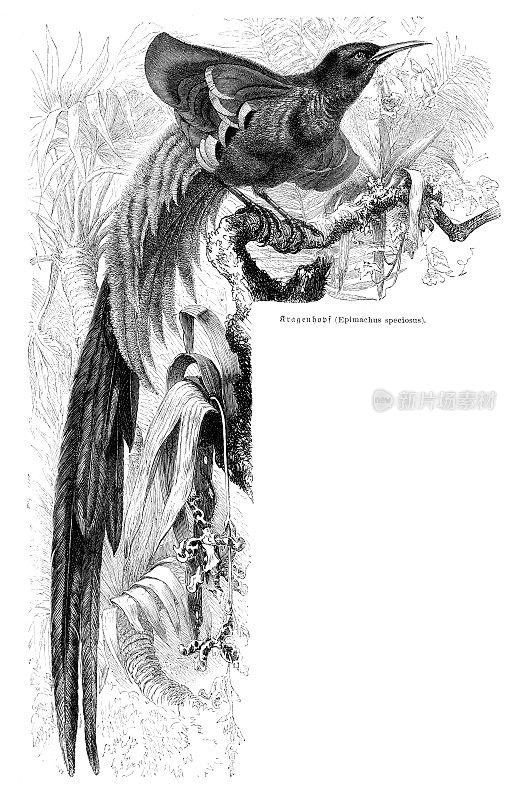 天堂鸟雕刻插图1892年