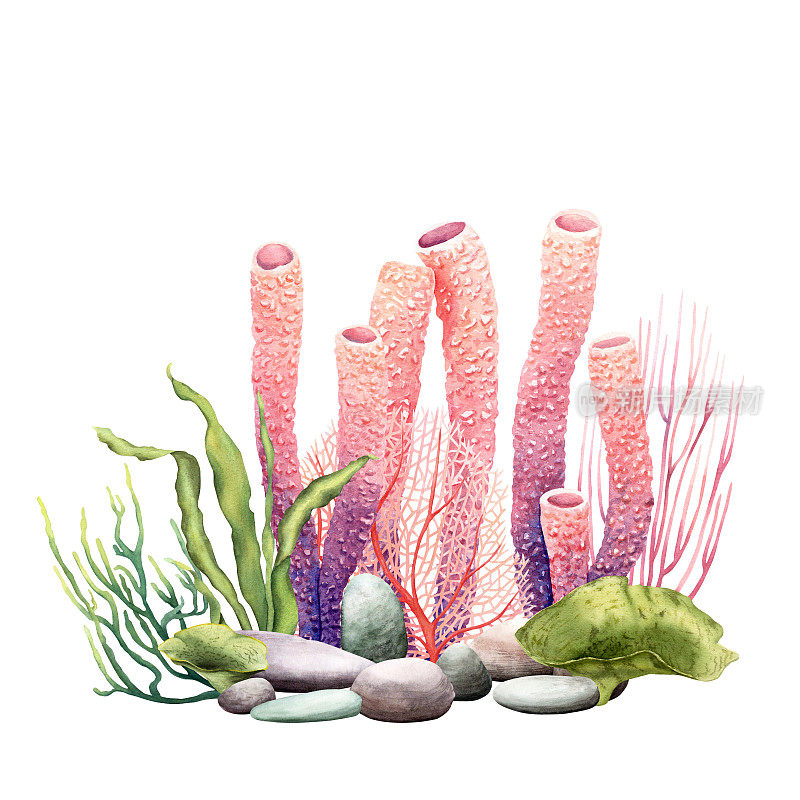 水下组成的珊瑚礁植物和鹅卵石。水彩插图孤立在白色的剪贴画，卡片