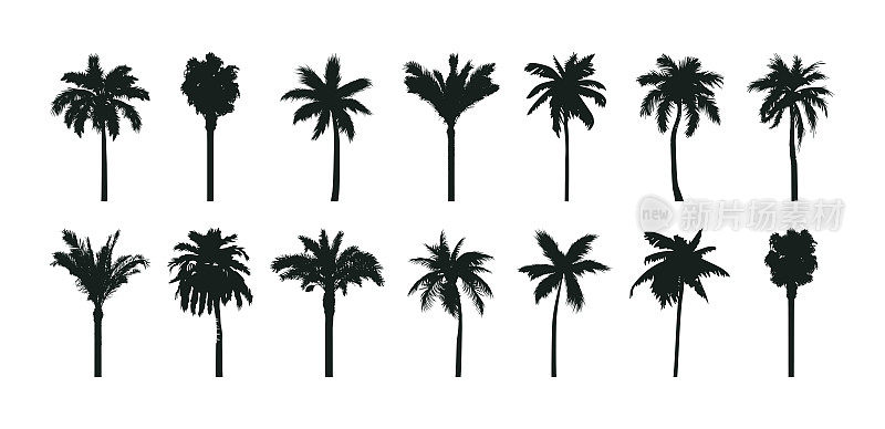 棕榈树剪影集。各种手绘热带棕榈树收藏品。向量
