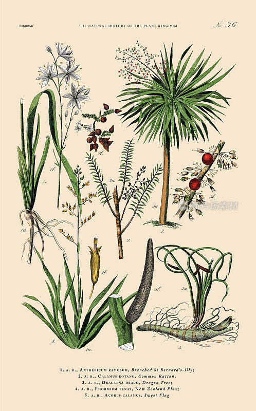 草本和开花植物，植物王国，维多利亚植物插图，大约1853年