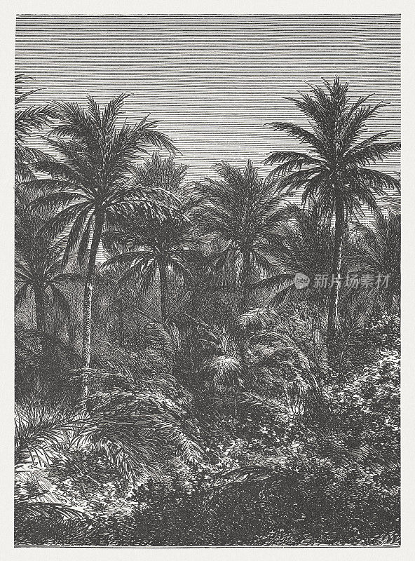 椰子种植园，木刻，1894年出版