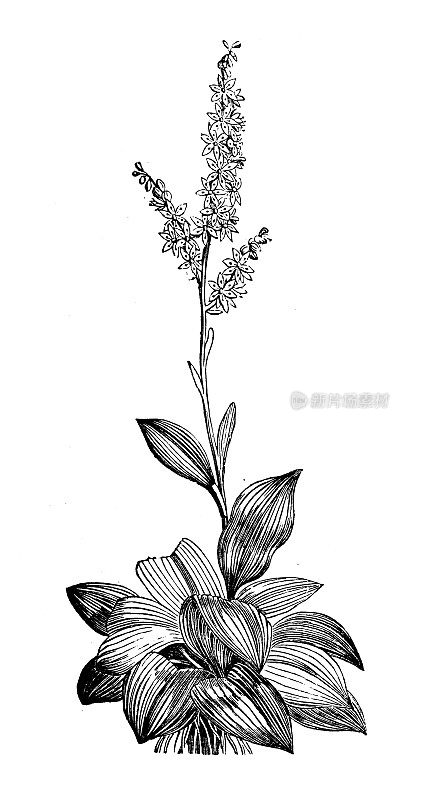 古植物学插图:藜芦画册(假嚏根草、白嚏根草)