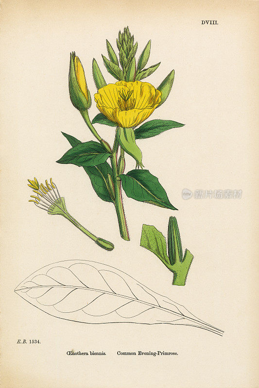 普通晚樱草花，双年酒庄，维多利亚植物学插图，1863年