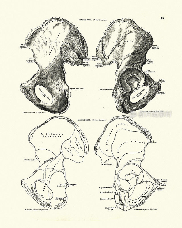 人的腰骨，维多利亚解剖学绘画，19世纪