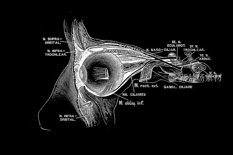 眼部神经和肌肉