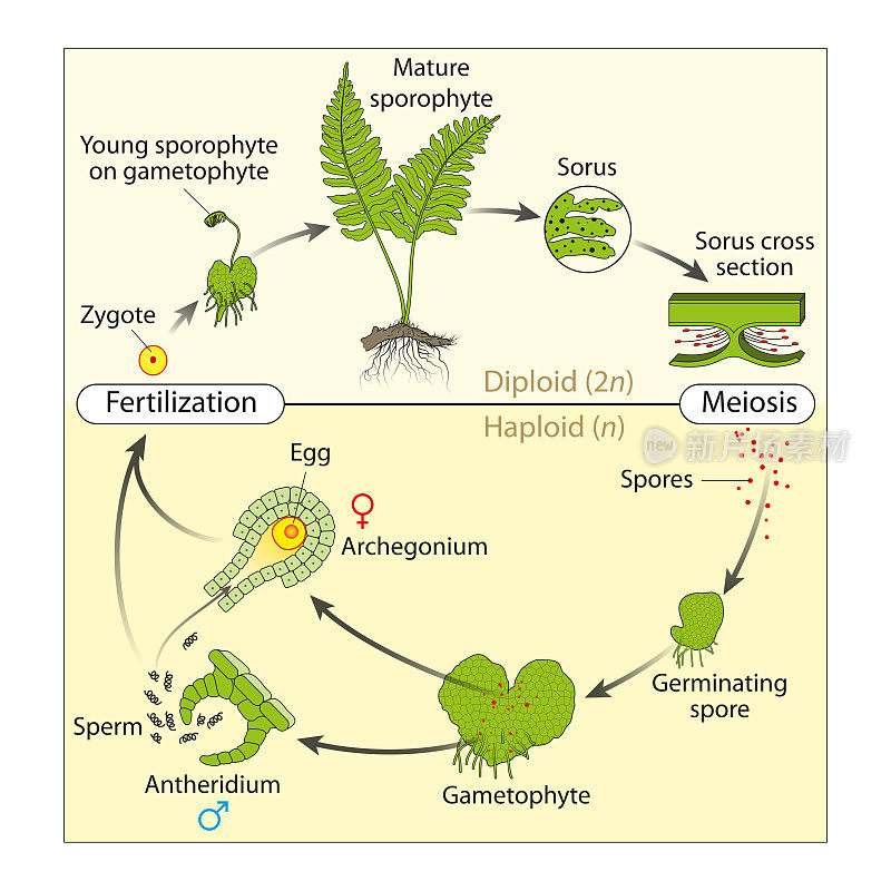 蕨类植物的生活史