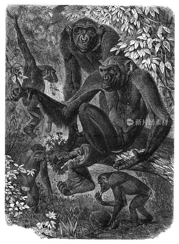 雨林中的黑猩猩群插图，1876年