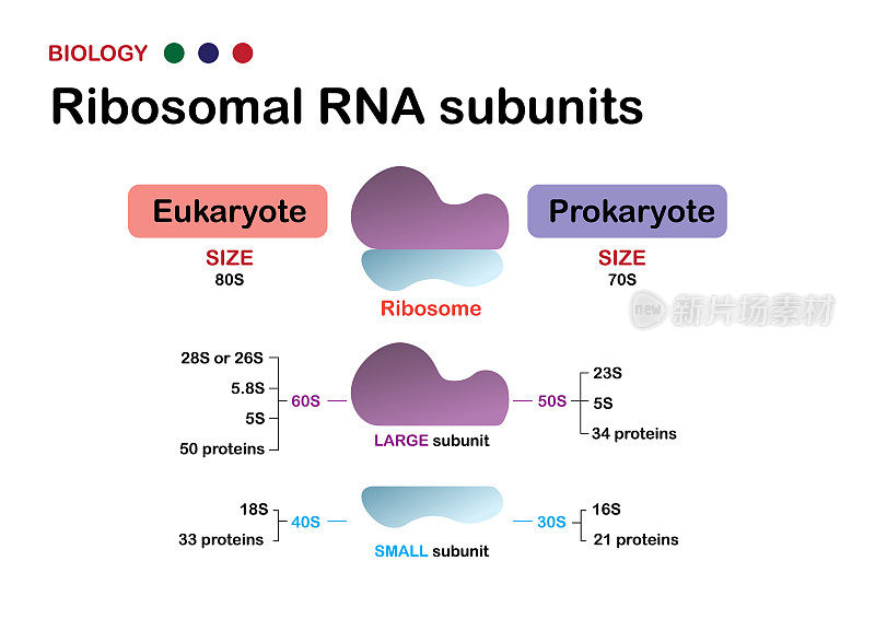 生物图代表真核生物和原核生物的核糖体RNA亚单位
