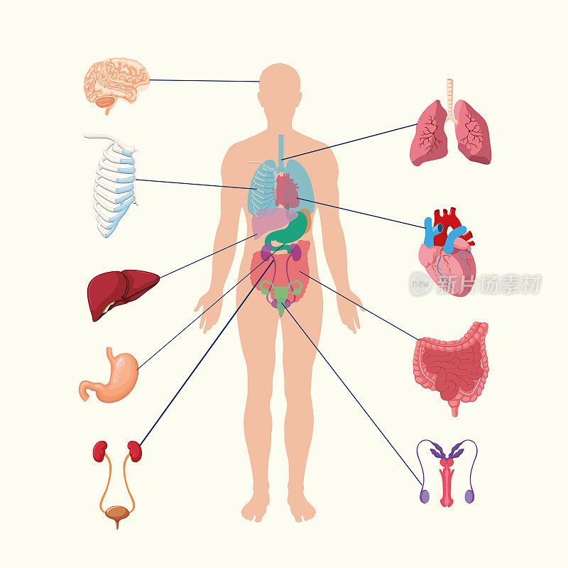 人体内部器官系统。人体内部器官图解。解剖器官向量。