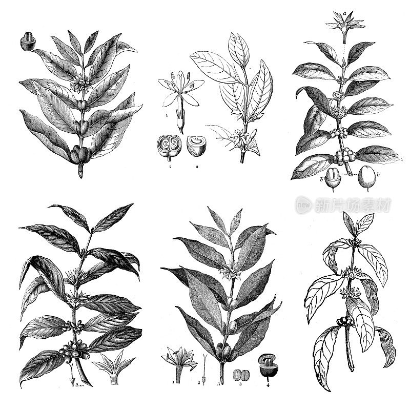 收藏古董植物学插图:阿拉比卡咖啡，阿拉伯咖啡