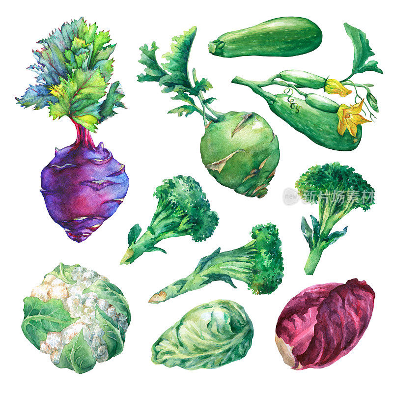 集，收集新鲜蔬菜-卷心菜，西葫芦，大头菜，西兰花和花椰菜。手绘水彩画在白色的背景。