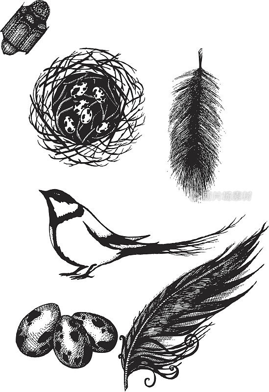 鸟巢，小鸟，羽毛-矢量插图