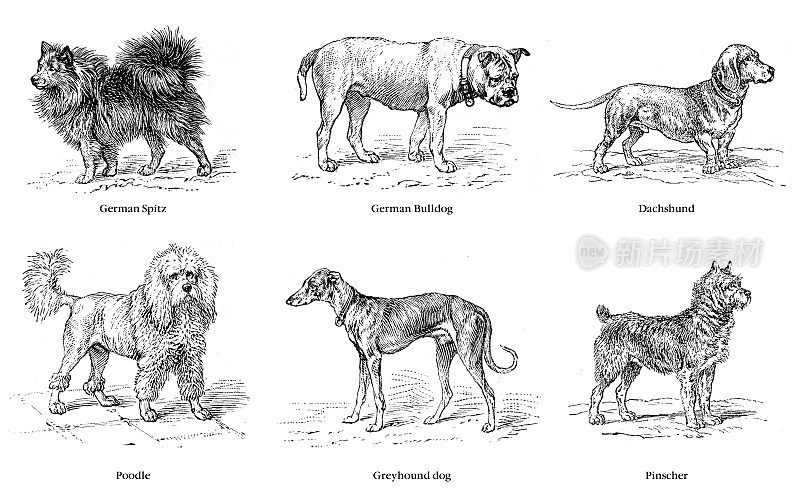品种的狗插图1899