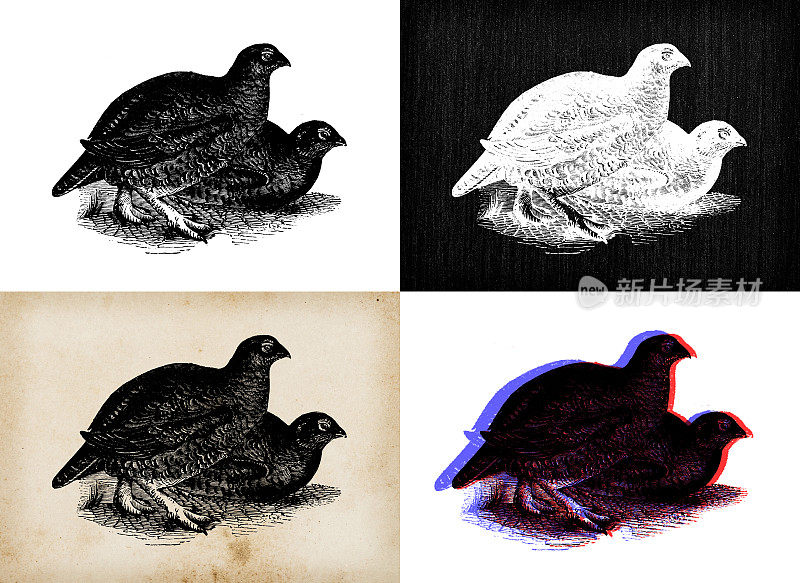 古玩动物插图:红松鸡、黑松鸡